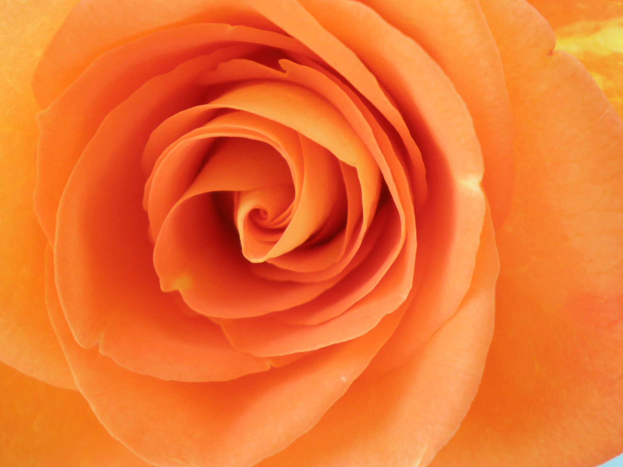 orange rose