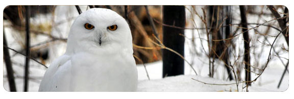 snowy owl