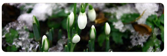 snowdrop